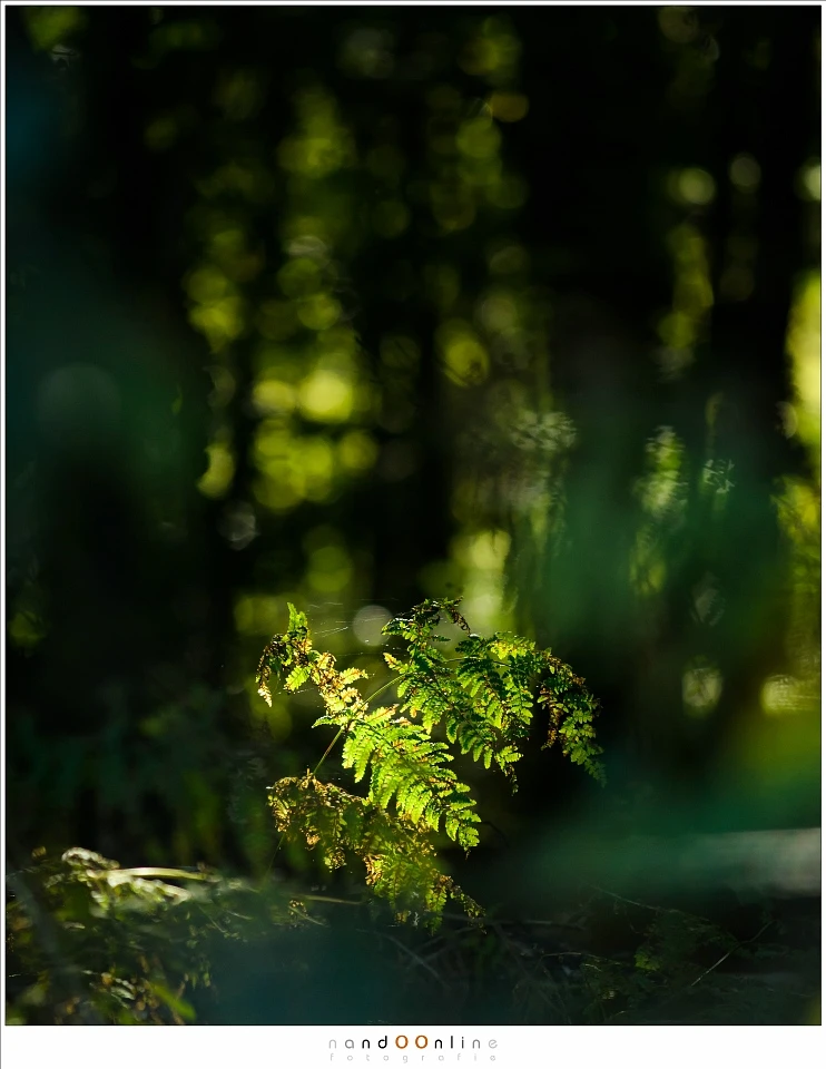 Forests are amazing when the sun is high in the sky. Patches of light and shadow is a playground for the photographer. It is perfect for photography with a long focal length and a small depth of field, giving the image a dreamy look (Nikon D500 + 180mm | 