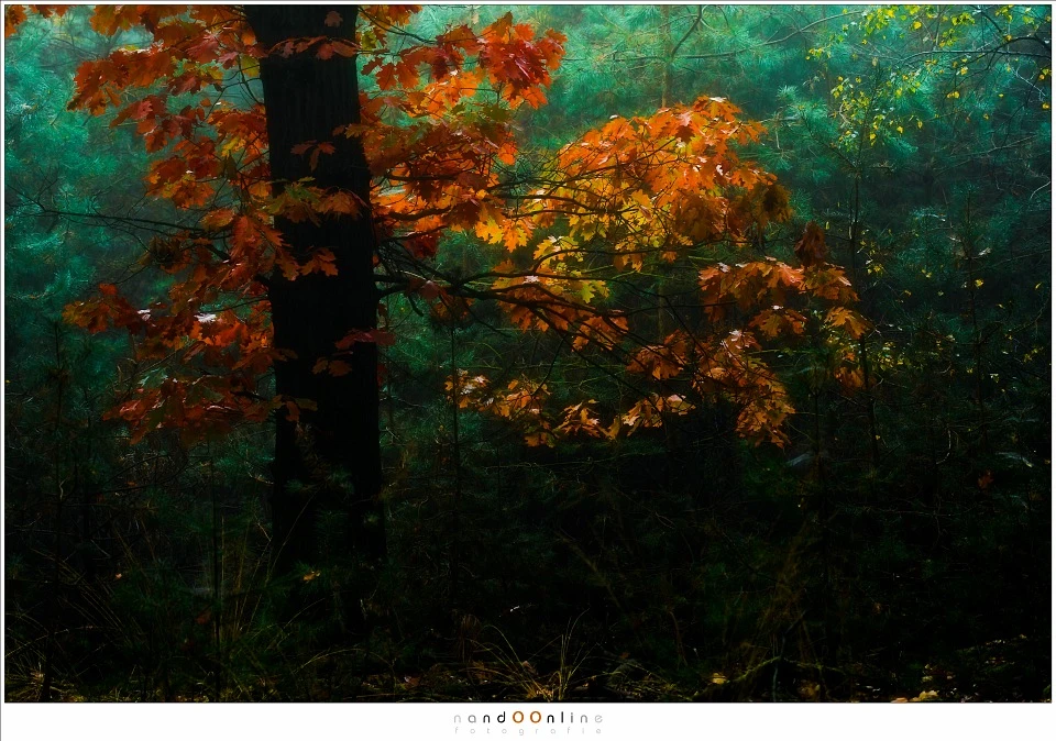 An opening in the canopy allows the light to reach the forest floor. You can have amazing light situations with a bit of sunlight. Keep an eye on the sky and the light surrounding your subject to kind of predict what will happen. (Nikon D500 + 105mm | f/4