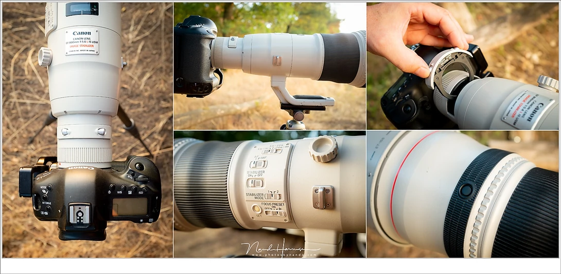 An impression of the EF 800mm lens. Is is a wonderful lens, well build and with lots of possibilities concerning auto focus, lens stabilisation and focus limiters. You can even drop in a filter if you like, because the large front lens element is too larg