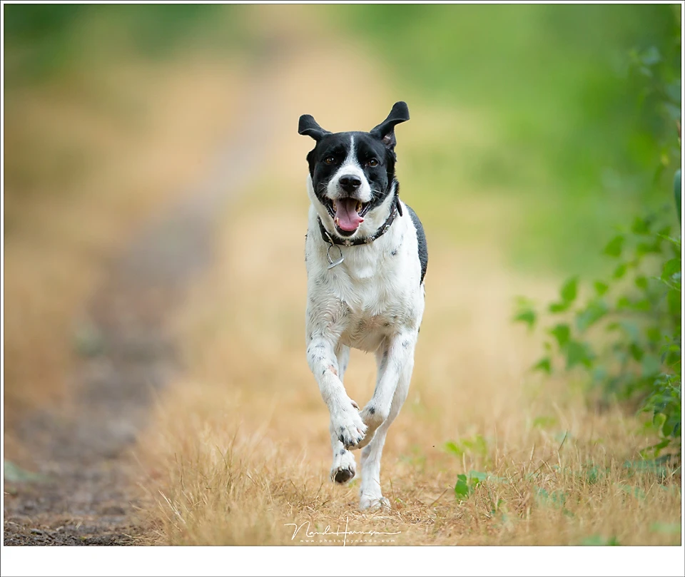 For these kind of action photos you need to have a good distance. Before you know it, the subject is too close. But the autofocus tracking works well, as expected. (EOS 1Dx + EF 800mm | ISO800 | f/5,6 | 1/1000)