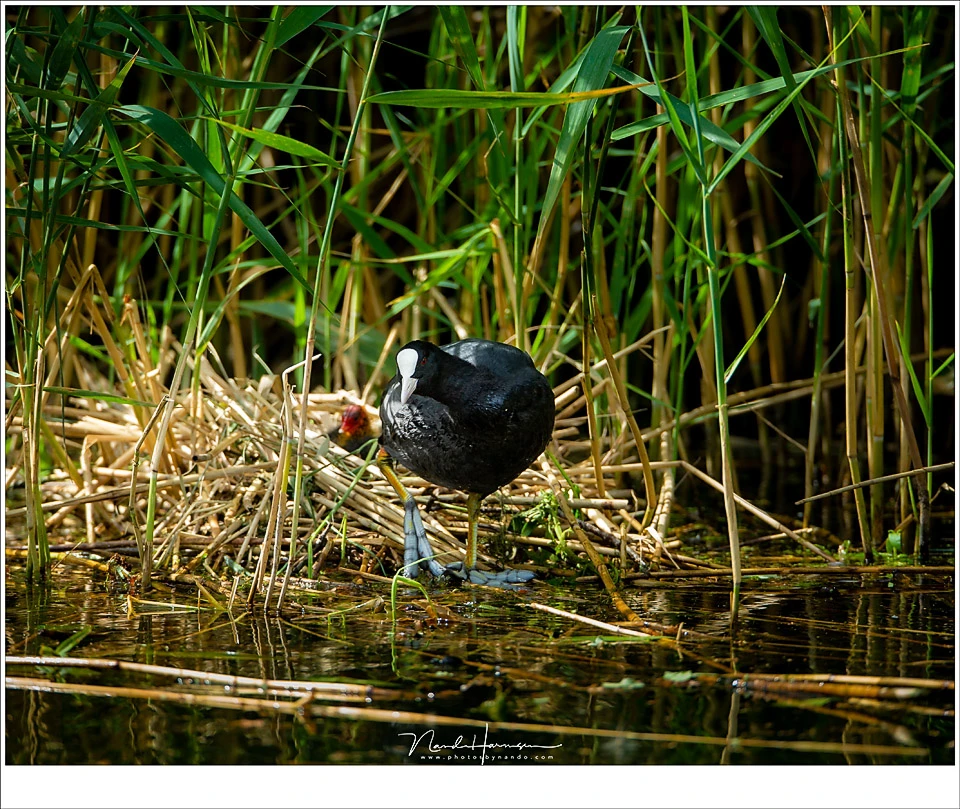 A Eurasian coot next to its nest. I could stay at a respectable safe distance, not disturbing anything, thanks to the long focal length. As a matter of fact, I stood on a bicycle path on the opposite site of the canal. (EOS 1Dx + EF 800mm | ISO500 | f/6,3