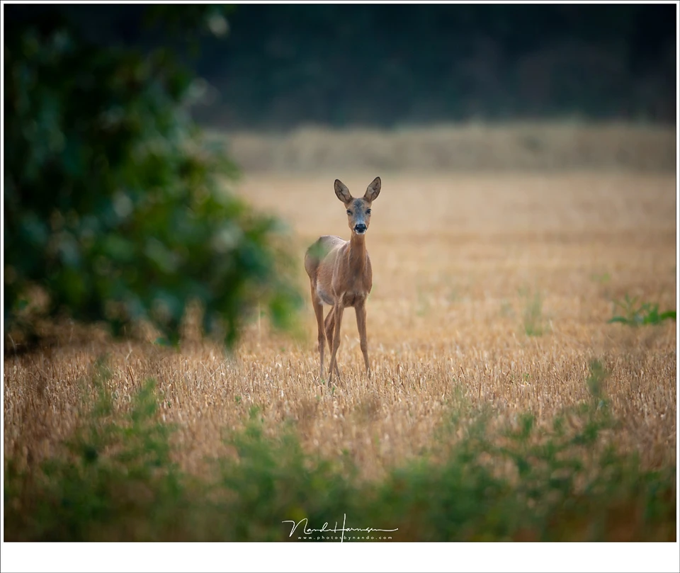 A roe deer, surprised to see someone with that ridiculous large white lens. I am quite sure I heard her laugh a bit. But I was able to capture her before the ran away. I used my tripod as a monopod for stability. (EOS 1Dx + EF 800mm | IS640 | f/5,6 | 1/12