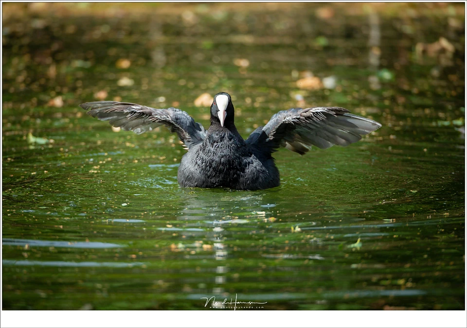 The Eurasian coot, or common coot during its bath. These black birds with its white beak are always difficult to expose correctly. I hoped to shoot a fishing pair of coots, but I did not succeed in that. (EOS 1Dx + EF 800mm | ISO1250 | f/5,6 | 1/1250)