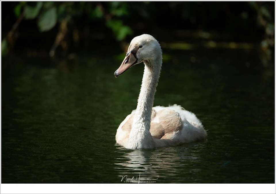 A jong swan in the sunlight. It is amazing how fast the frame will be filled with 800mm. But sometimes it is better to have a bit of environment also. (EOS 1Dx + EF 800mm | ISO800 | f/5,6 | 1/1250)