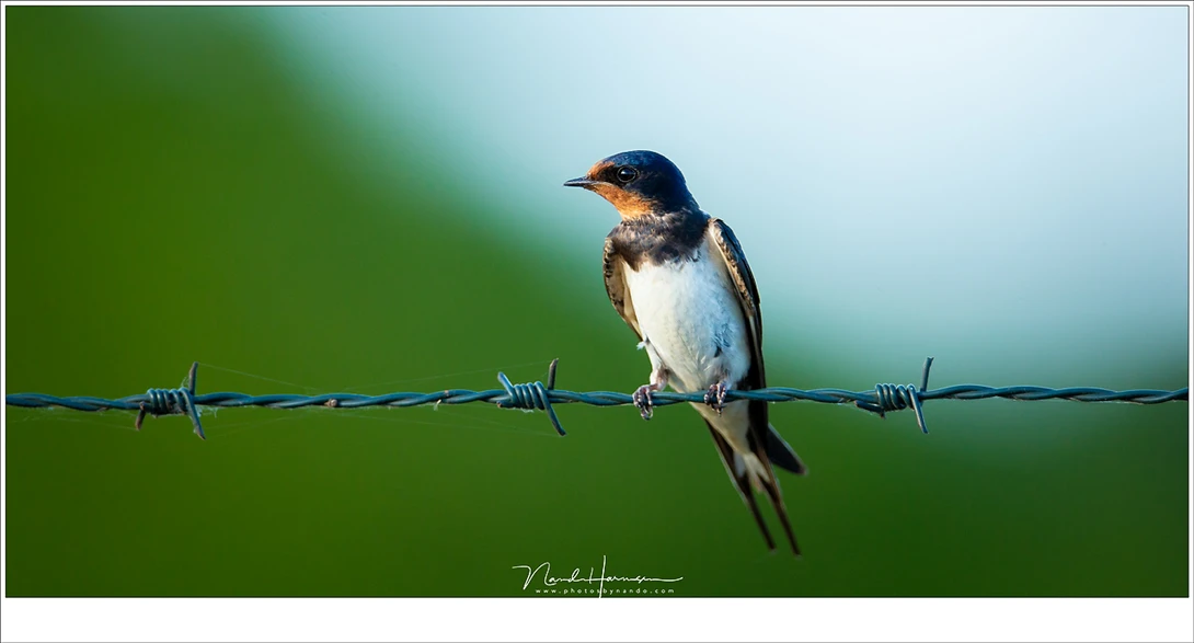 This is at its closest focal distance, which is about 6 meters. I had to lean back because the little barn swallow was almost too close. I shot this beautiful bird from my car, with the lens on a bag (EOS 1Dx + Ef 800mm | ISO800 | f/5,6 | 1/640)