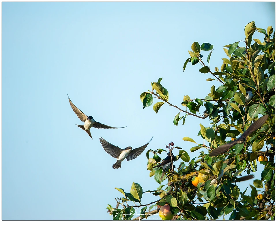 Six common house martins are in this picture. Can you find them? I found it difficult tracking these small, fast birds and I had to shoot a lot of pictures before I had something that was to my satisfaction. (EOS 1Dx + EF 800mm | ISO500 | f/6,3 | 1/2000)