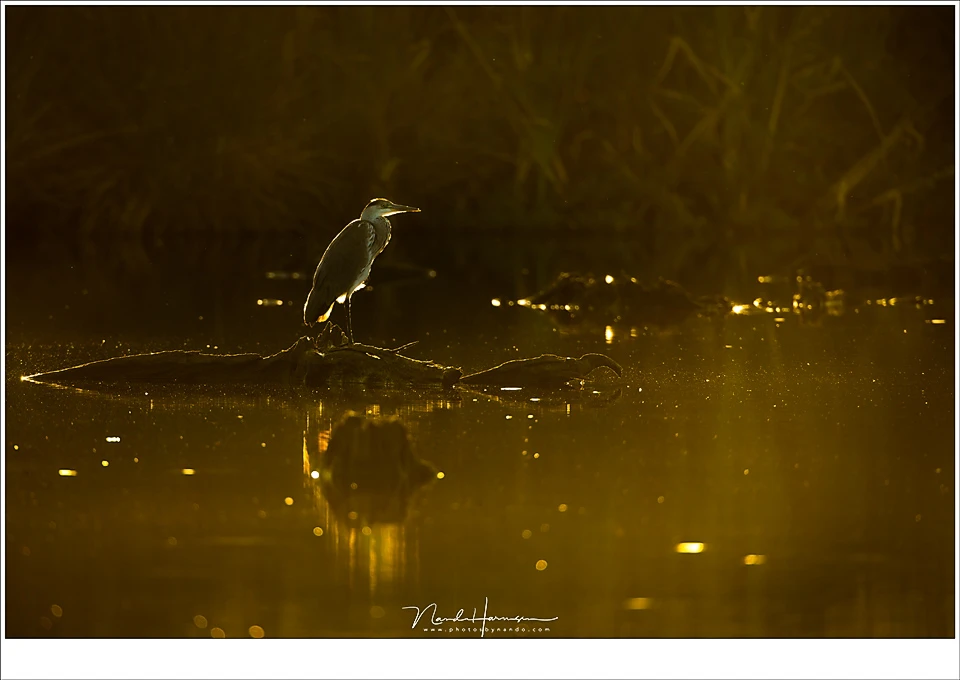 This is how I preferably have birds in the picture. A moody environment, with beautiful sunlight and some space around the bird. I took this photo from a observation cabin, but the front lens of the EF 800mm was almost too large for the viewing ports. (EO