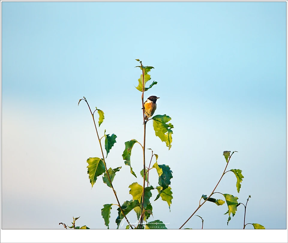 During my hike through the nearby nature park I managed to capture this European stonechat. Normally these small birds are too far away, but not with a EF 800mm. Finding it in the viewer can be quite tricky though. (EOS 1Dx + Ef 800mm | ISO100 | f/6,3 | 1