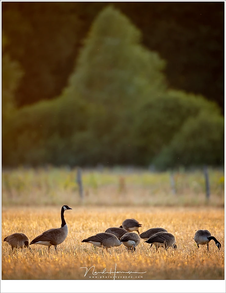Canada geese foraging in a field in the golden light of sunset. The compression of the long focal length shows the far away trees in a beautiful perspective to the birds.(EOS 1Dx + EF 800mm | ISO640 | f/5,6 | 1/125)