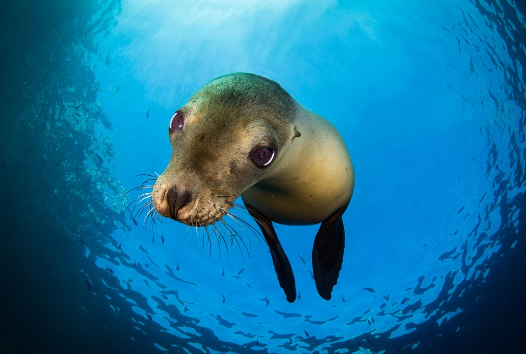 joanna lentini, underwater photography, wildlife photography, deep focus images