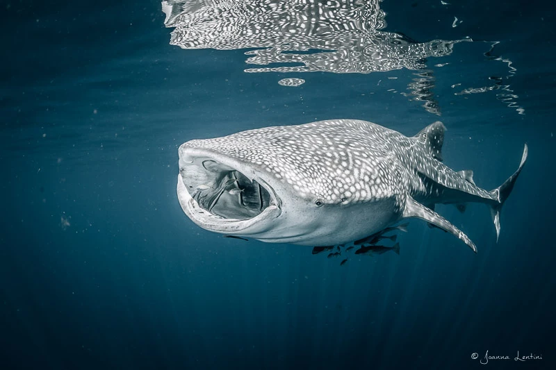 whale shark, underwater photography, joanna lentini