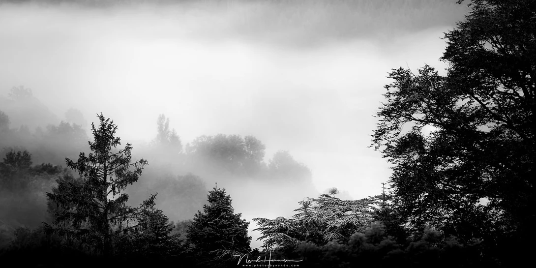 When colors are removed the photo will have a completely different look. It shows us light and dark, not influenced by color hues. The contrast can help us determine which parts of the image will attract the most attention. Often it is the lightest part. 