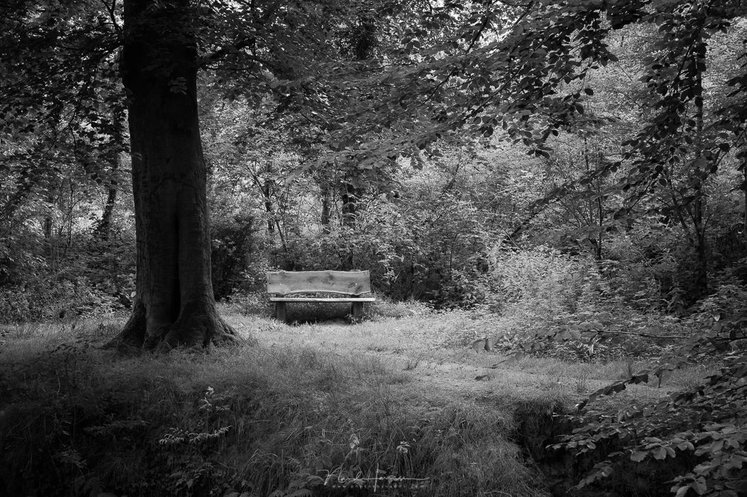 When converted to black and white, we find out the brightness is almost the same as its surroundings. Except for the dark tree, there is nothing that attracts real attention. 