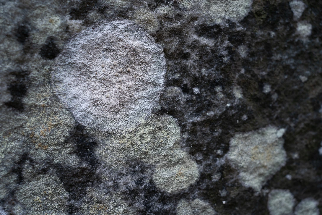 Tamron 35mm f/2.8 lichen