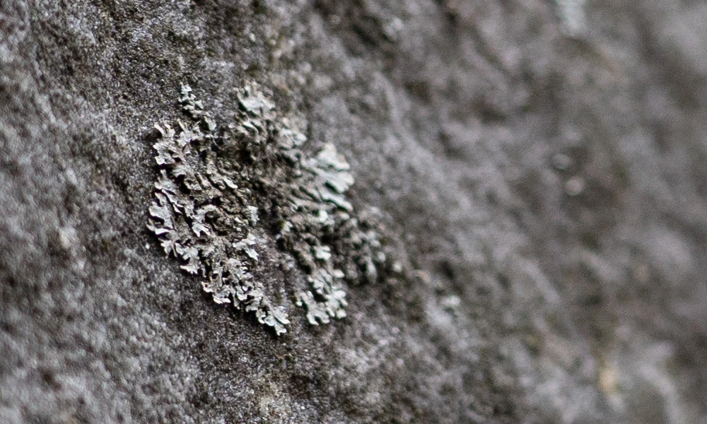 Tamron 100% crop