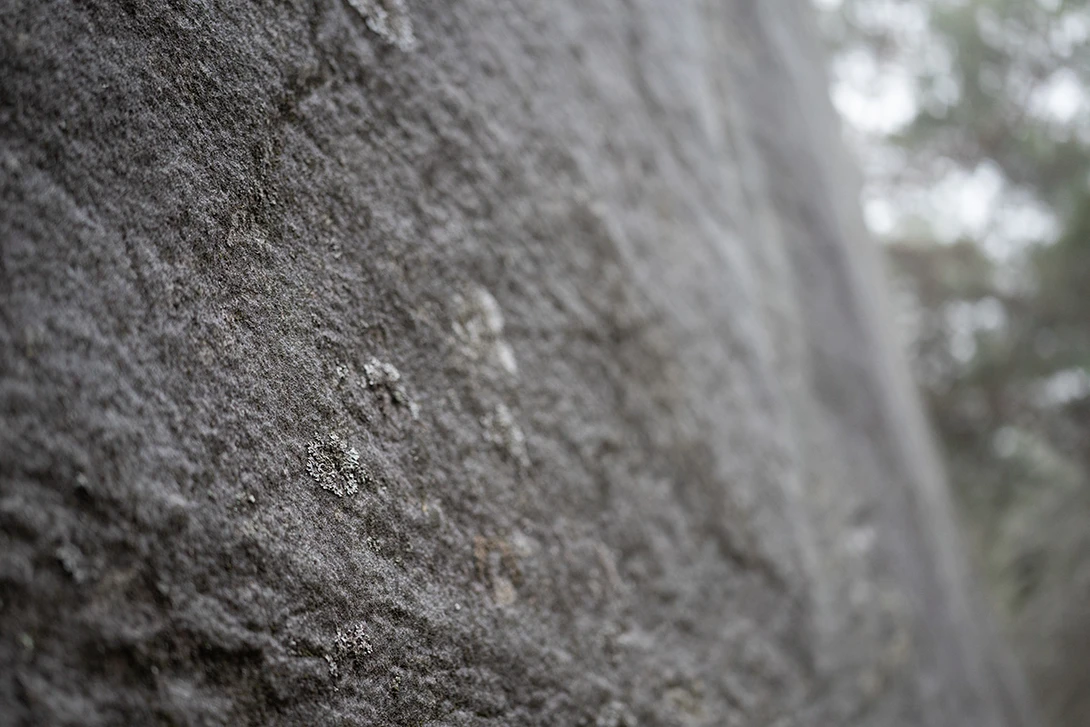 Tamron lichen