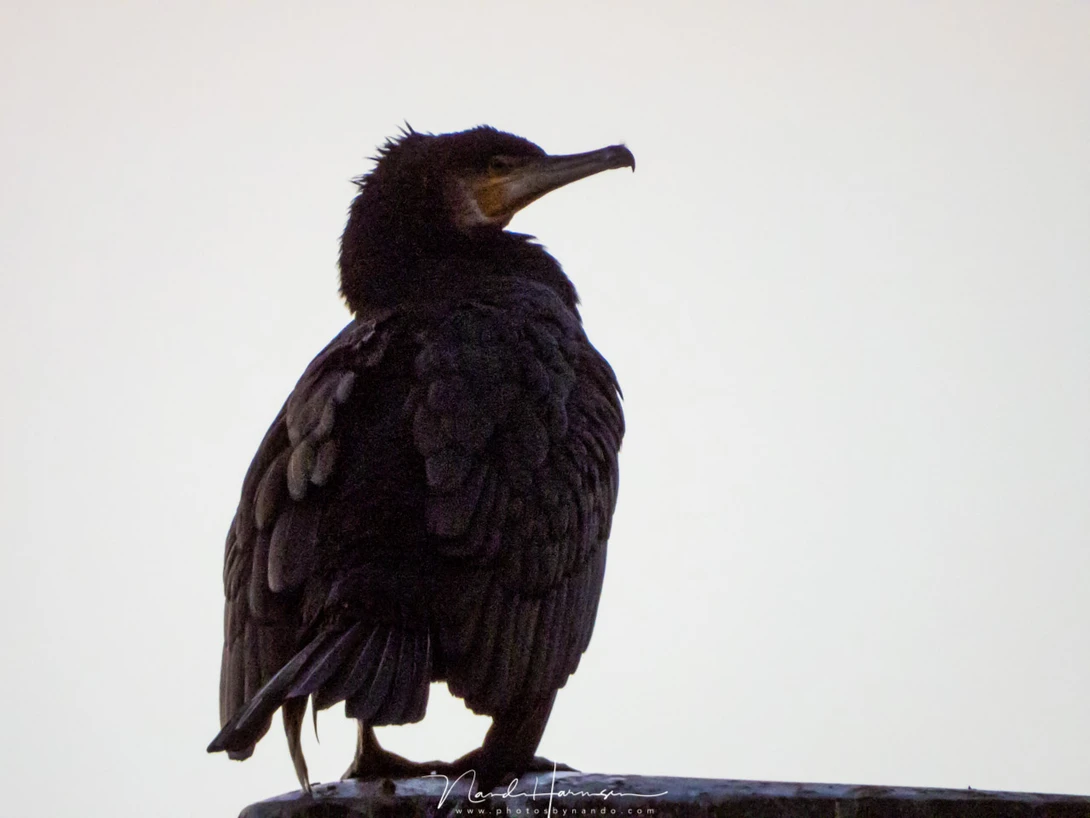 A cormorant up close. This is possible thanks to the large focal length. Unfortunately the high ISO value is degrading the quality too much. (3000 mm (FF equivalent) - ISO800 - f/8 - 1/125)