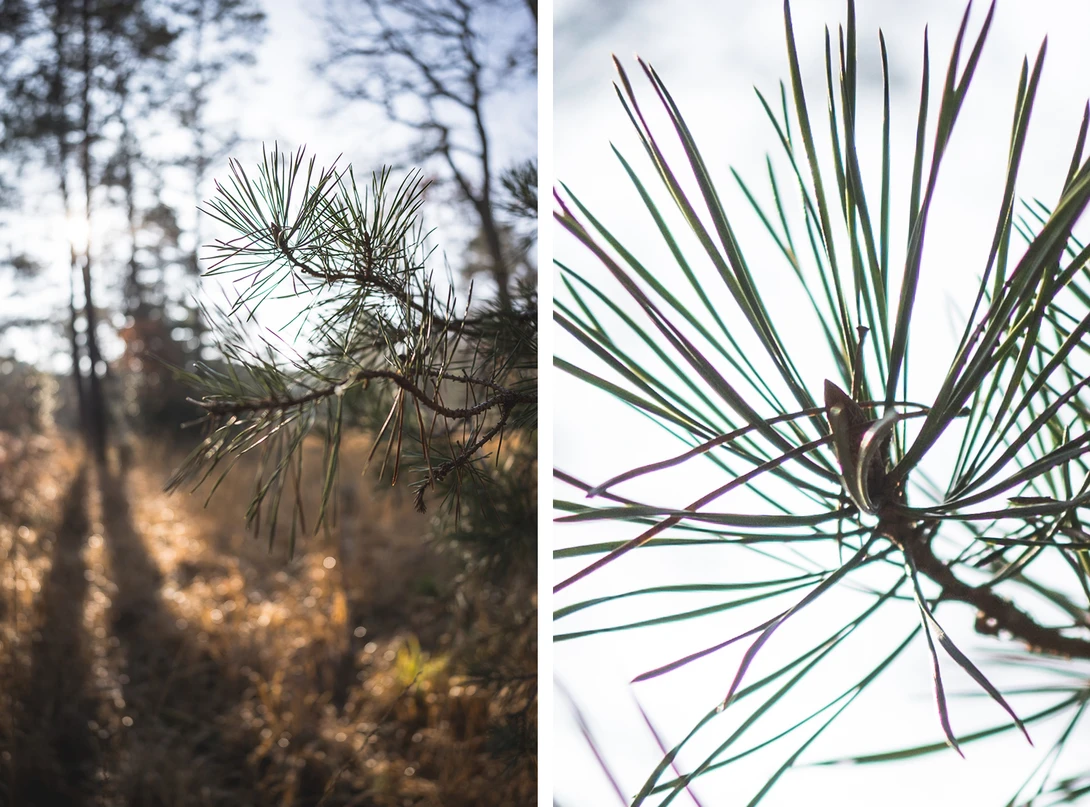 Tamron 24mm f/2.8 lens - macro and chromatic aberration