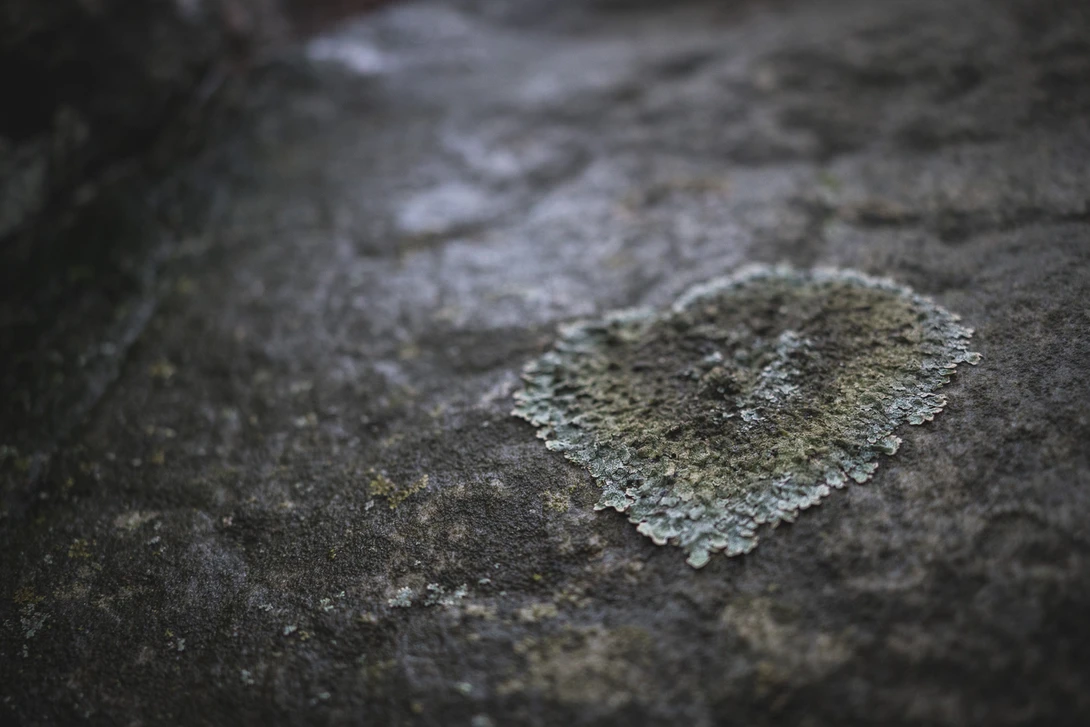 Tamron 24mm f/2.8 lichen macro