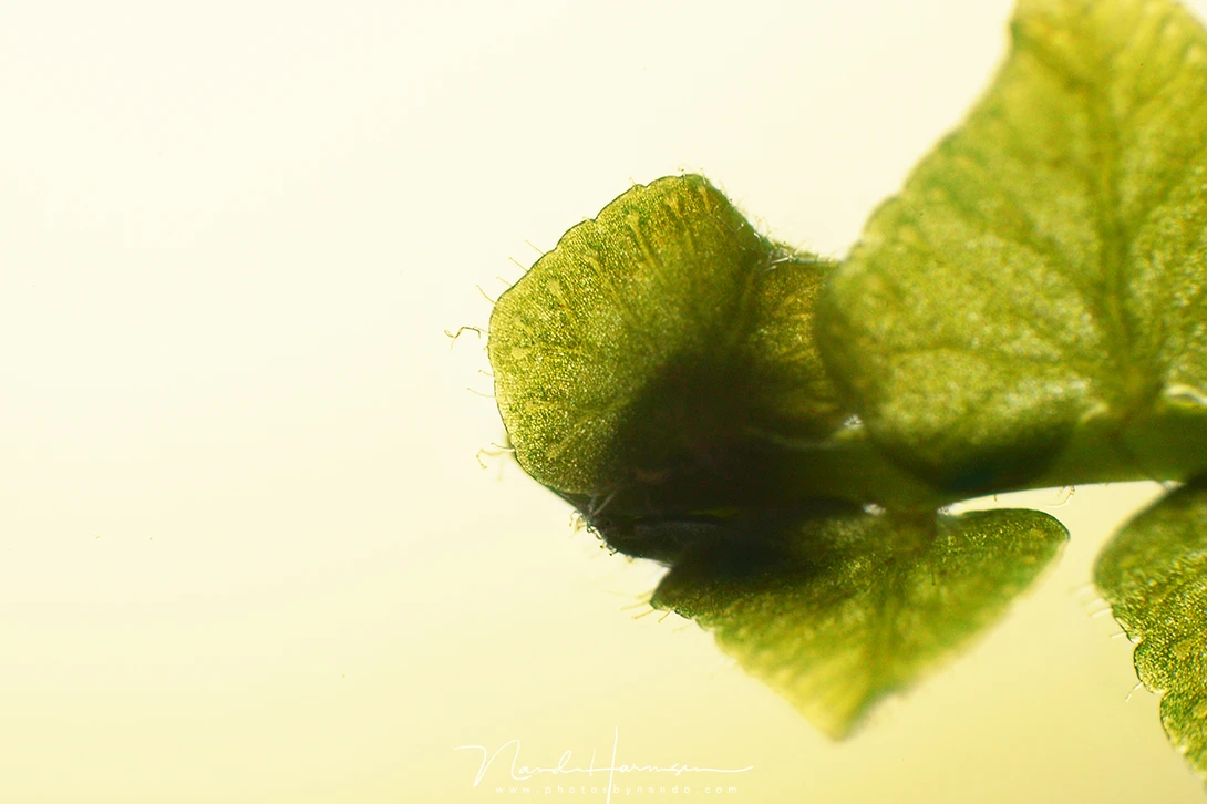 Details of a leaf (EOS 1Dmk3 + EF17-40mm reversed at 17mm | f/8 | ISO1600 | 1/2s)