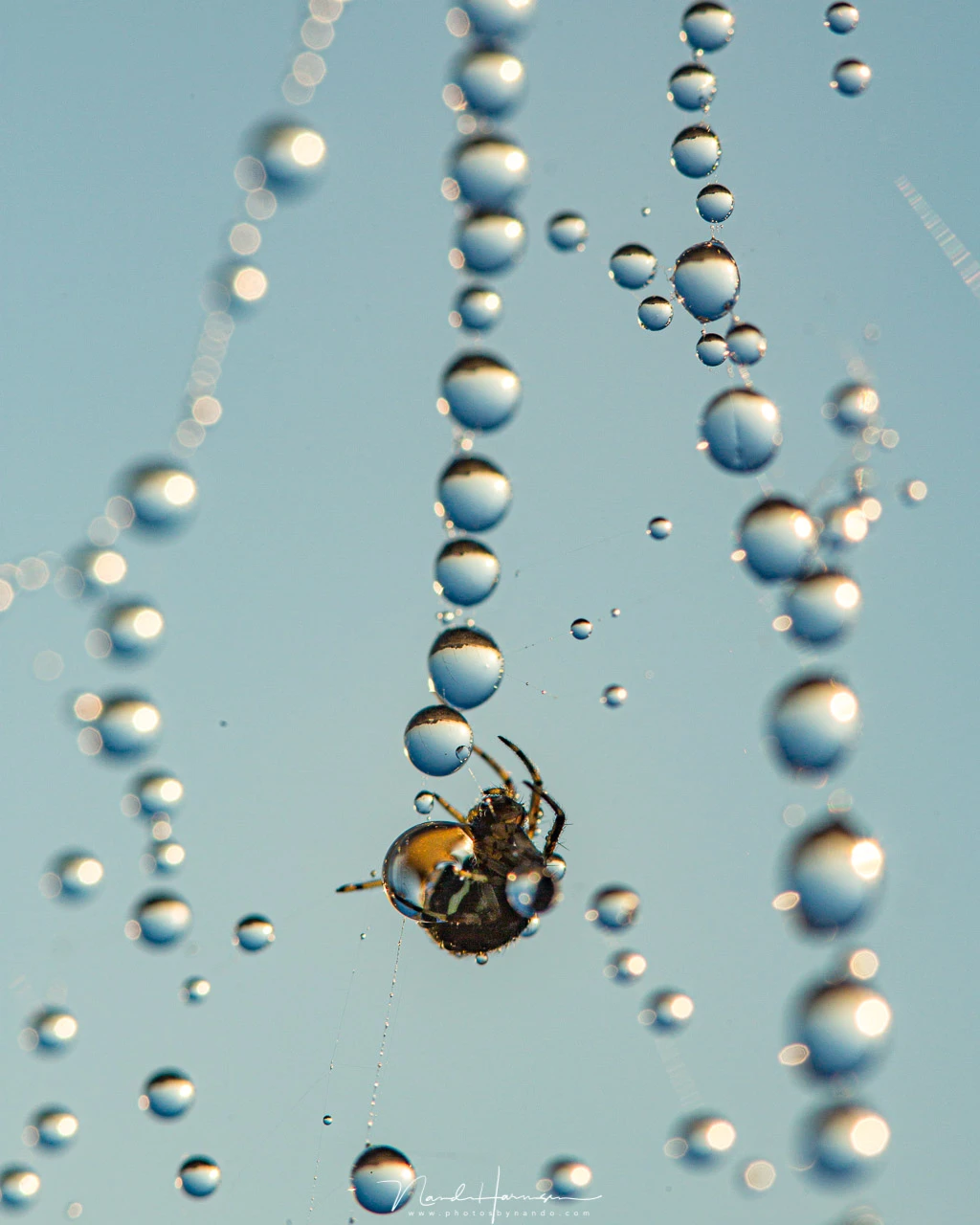 A spider in its web with dew drops reflecting the world (EOS 5Dmk3 + 100mm macro lens | ISO200 | f/6,3 | 1/320)