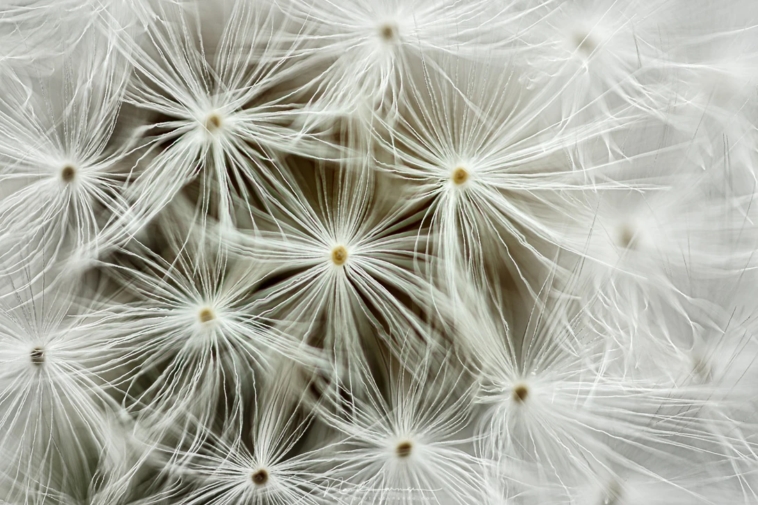 I once used a Canon MP-E65 lens, which I found very difficult to shoot with. It takes a lot of practice, but I like this close-up I made from the seedhead of a dandelion (EOS 5Dmk3 + MP-E65mm @ 4x magnification | ISO100 | f/2,8 | 1/10s)