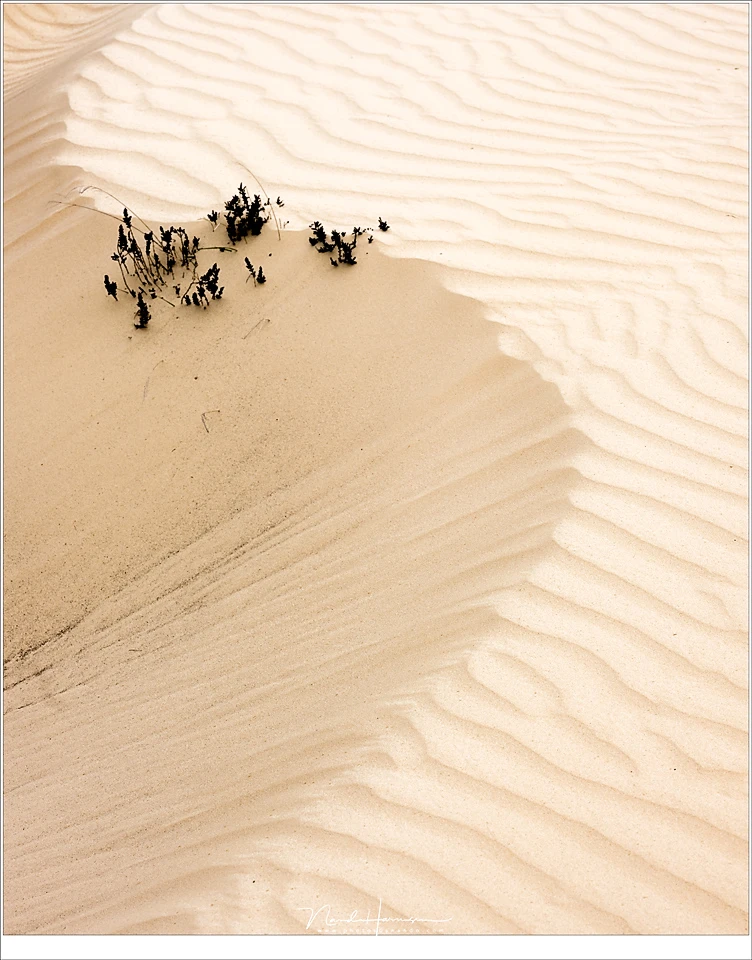 An S-curve is an amazing line inside the image. It can work as a natural flow through the image. This example has also secundairy lines, leading towards the S-curve.