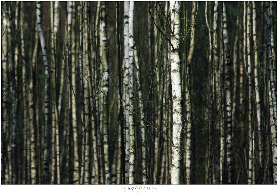 Only vertical lines can make the image a bit resteless. There is no point of interest.