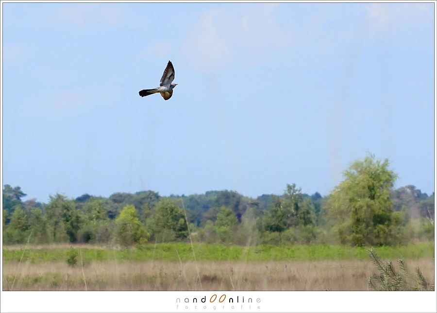 I shot this flying cuckoo with a 100mm lens on a full frame camera, and used a heavy crop. Using a 100mm lens on a MFT camera would have the same result.