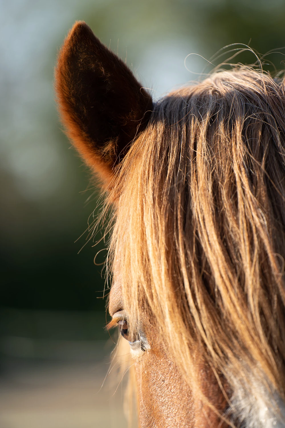 Horse. Tamron 70-180mm f/2.8