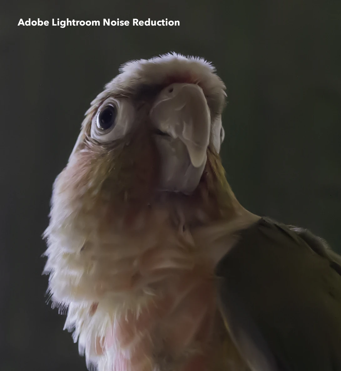 Adobe Lightroom Noise Reduction Output