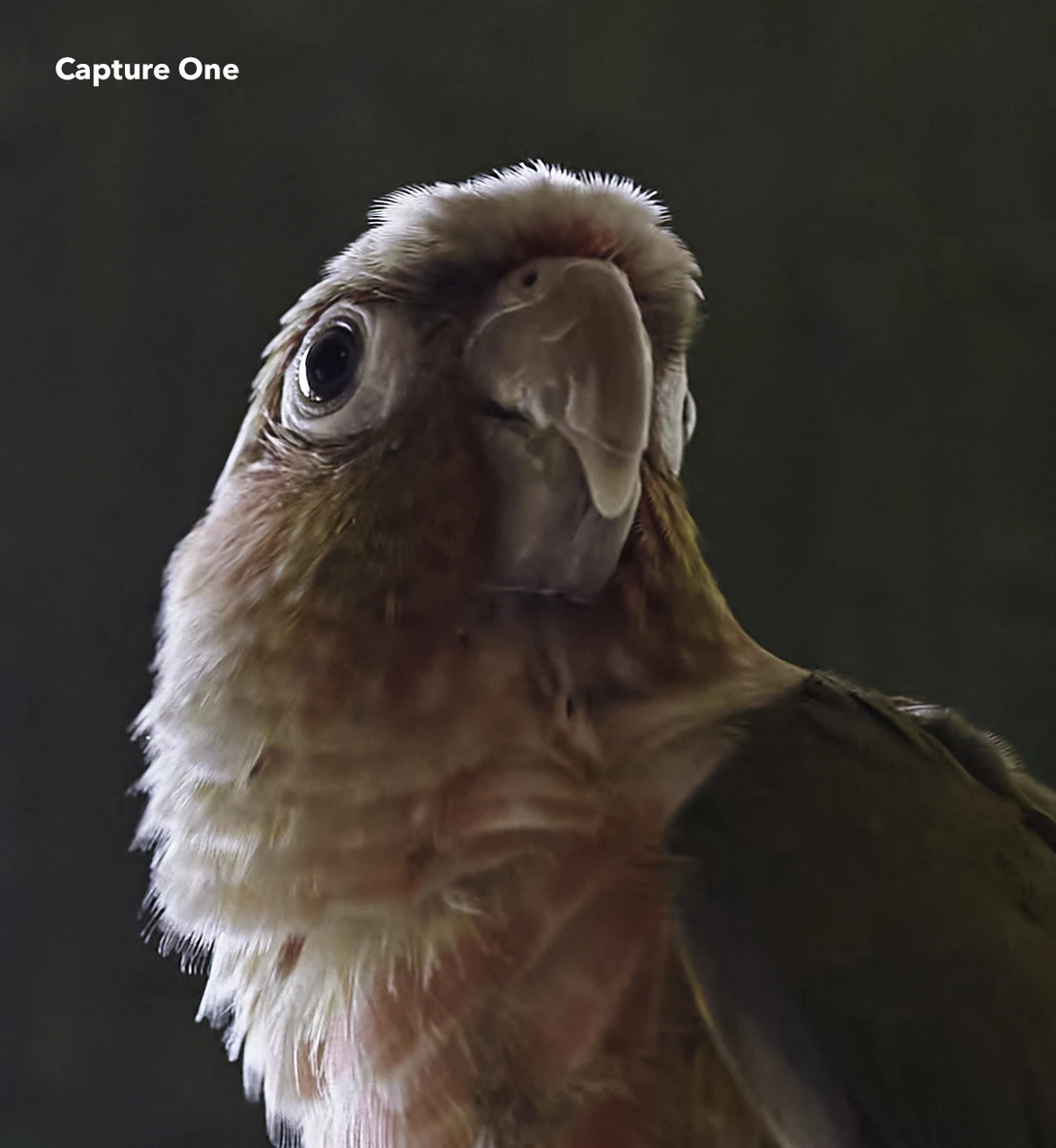Capture One Noise Reduction Output