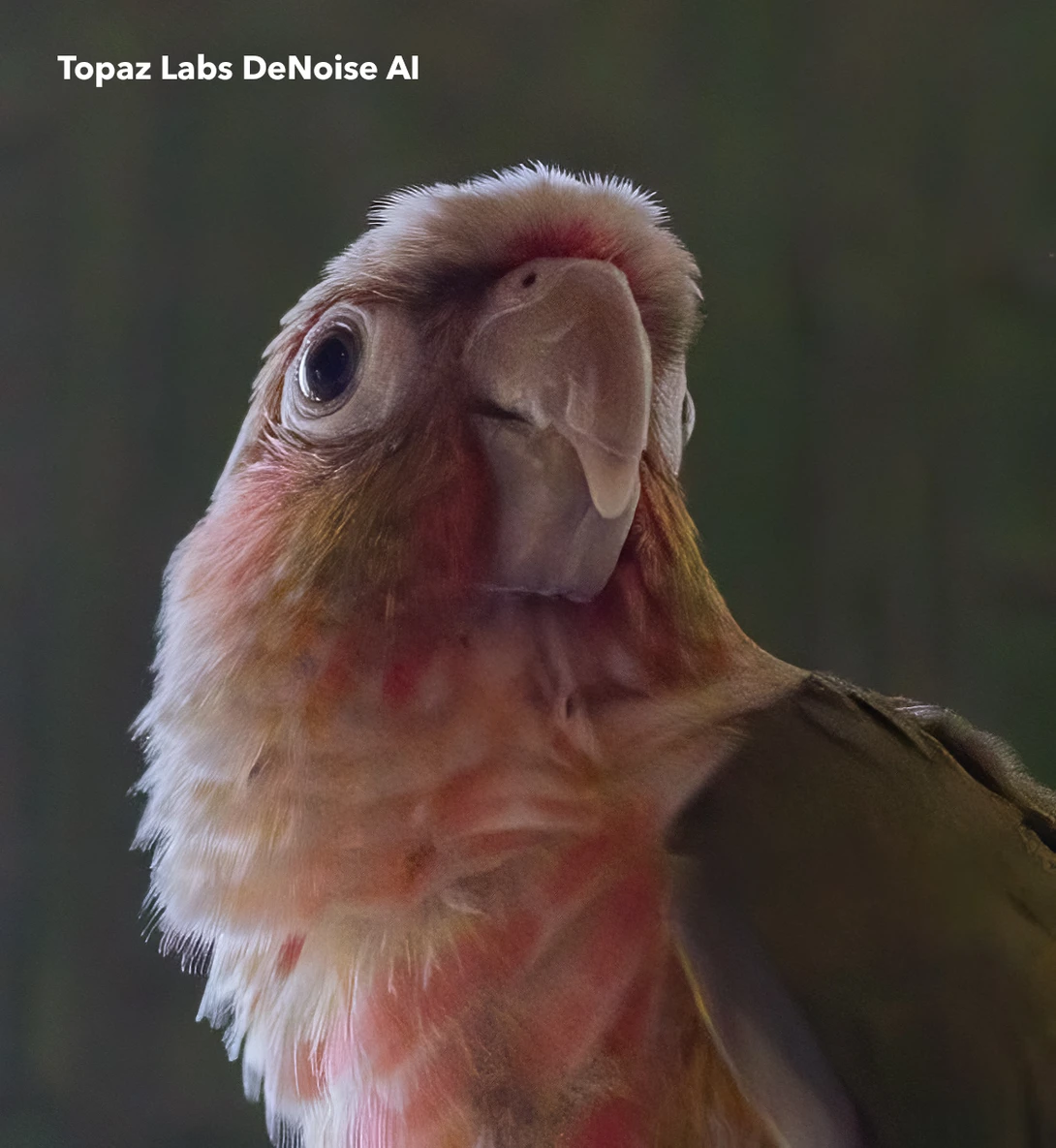 Topaz Labs DeNoise AI Noise Reduction Output