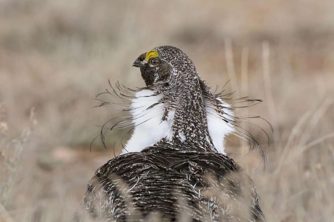 grouse mating display from behind