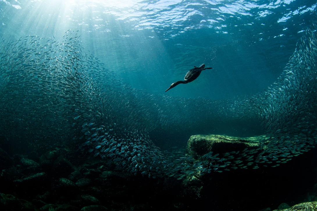 underwater image of double crested cormorant diving into a shoal of fish