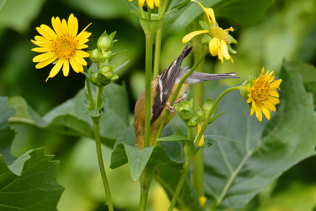 American goldfinch with its head in a cupped lea drinking water