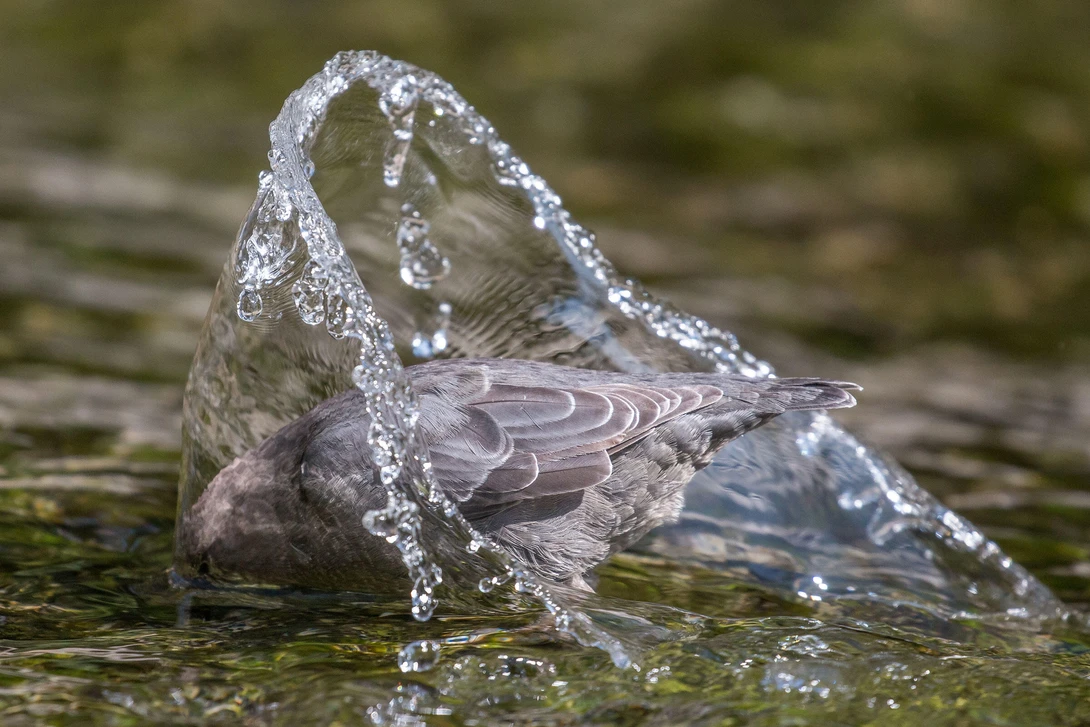 american dipper bird in a stream with its head in the water
