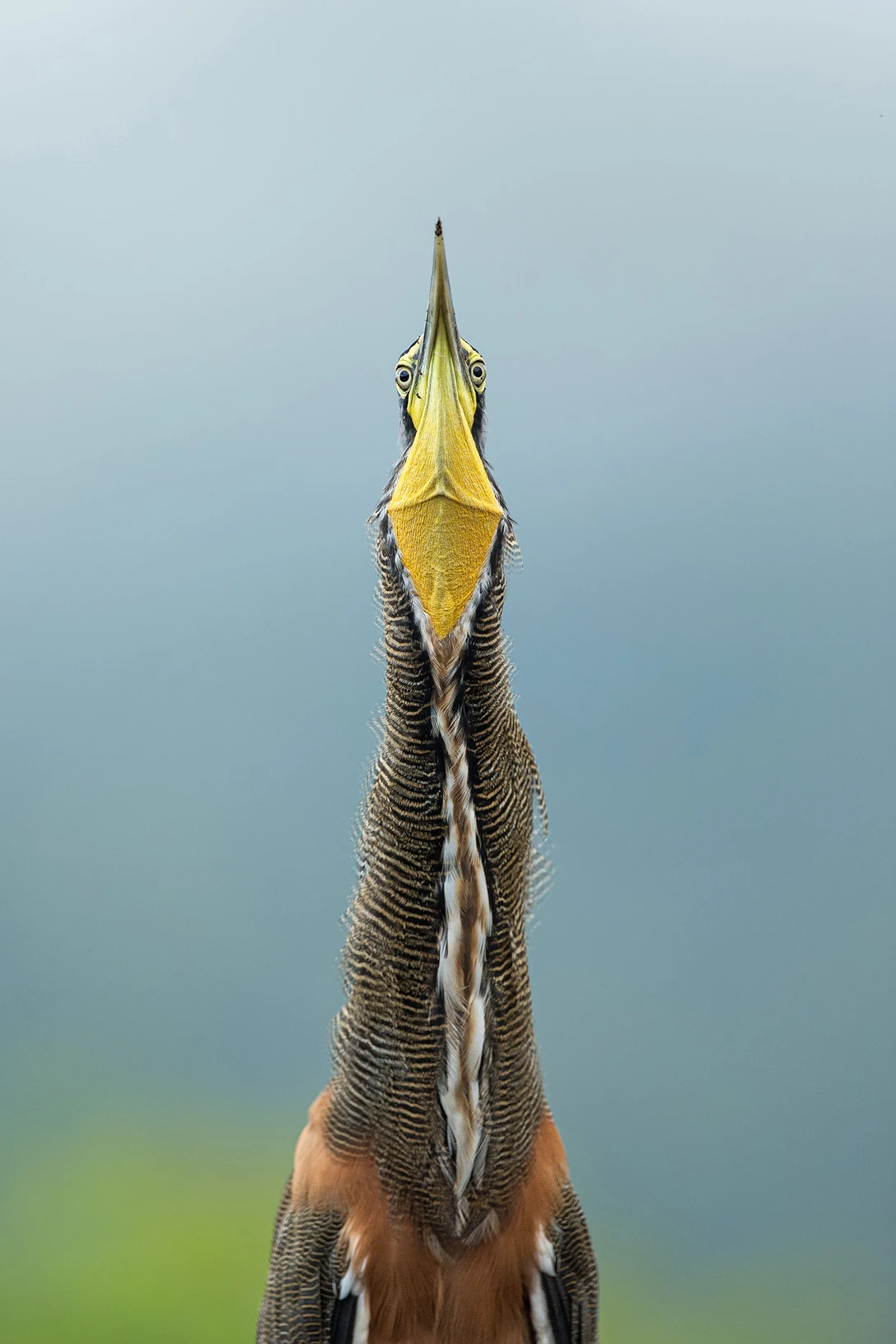 portrait of a heron with its beak pointing straight upwards