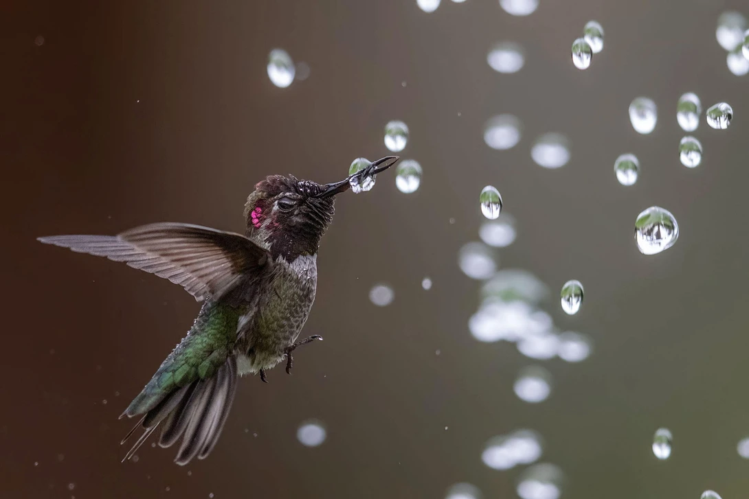 hummingbird in flight catching a water droplet on its beak