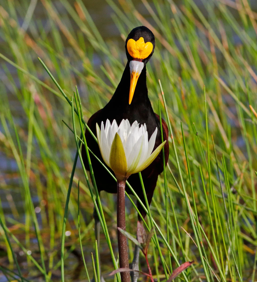 northern jacana bird looking into a white flower