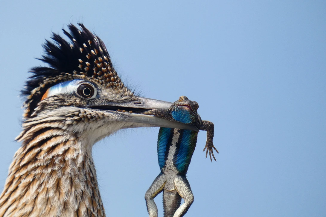 close up image of a greater roadrunner with a lizard in its beak