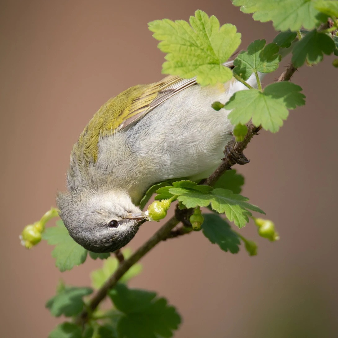 warbler on a branch feeding from a gooseberry 