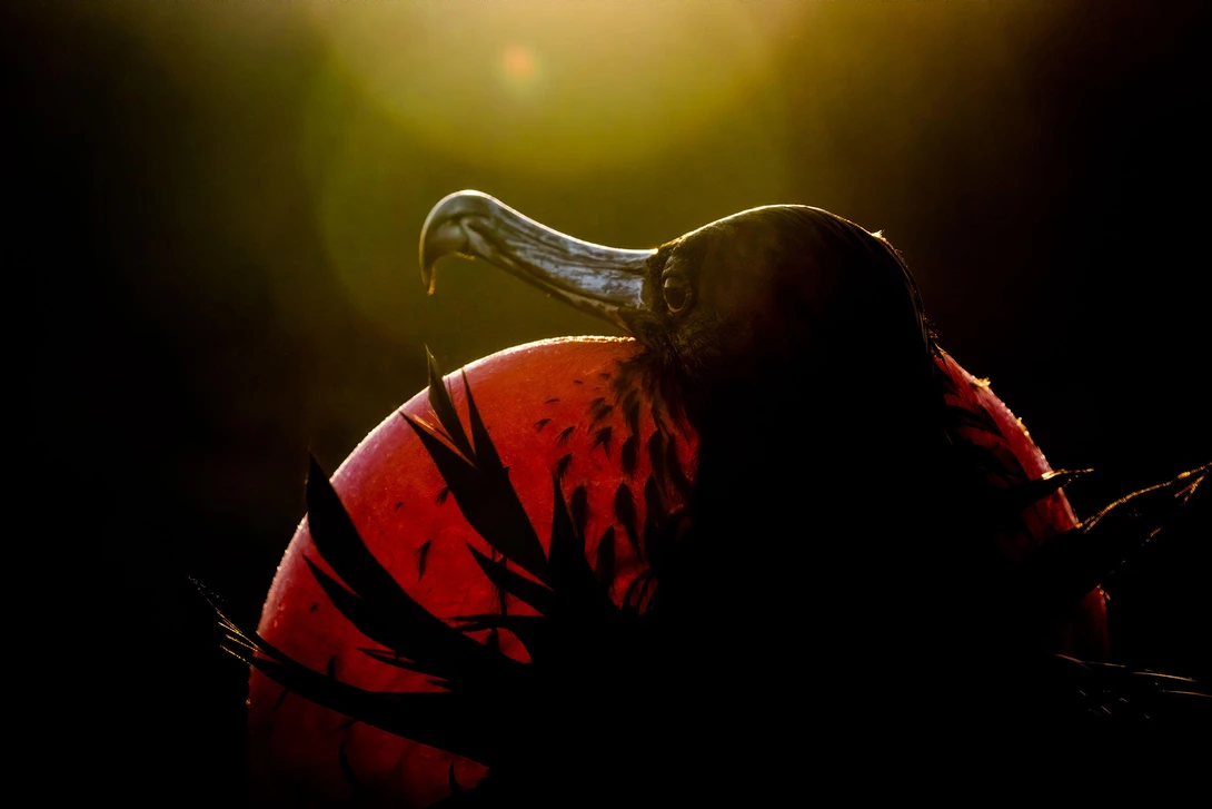 Close-up of Magnificent Frigatebird with inflated red chest back-lit but the sun 