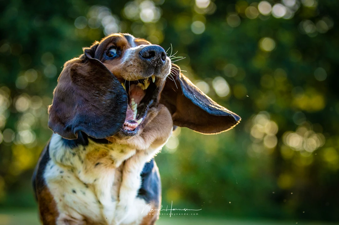 Although there is no animal eye detection, it managed to keep focus on the eyes of James, the basset hound.