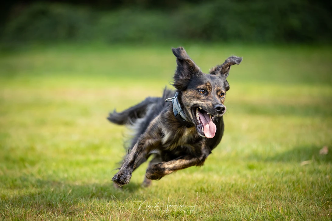 Lola running at maximum speed. The Canon EOS 1Dx mark III has no problem keeping focus on the dog.