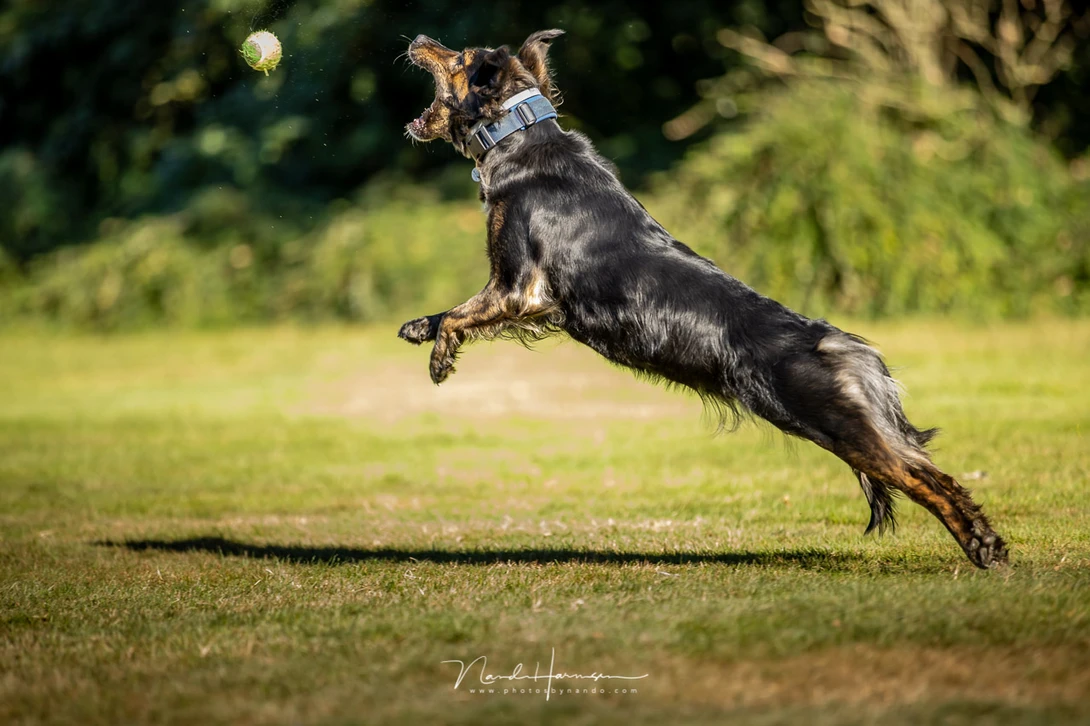 Lola catching a ball. For the photographer it can be very challenging following the dog. Any image out of focus is probably caused by the photographer 
