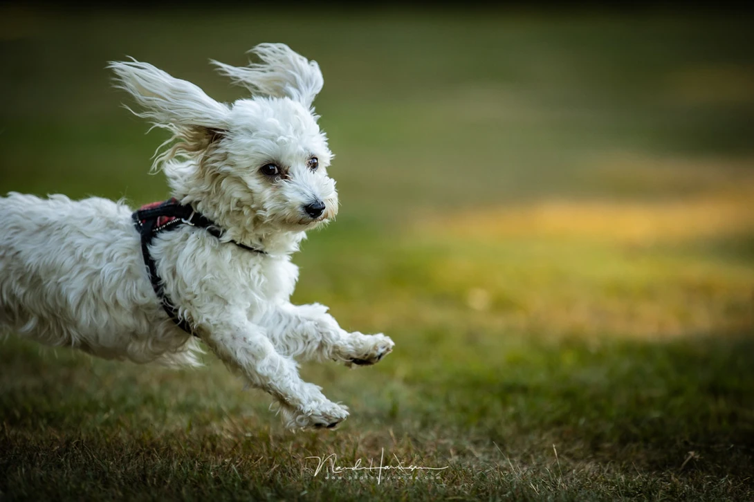 Lucy running into the frame. These small dogs are so small and fast, but the autofocus grabs hold of them very fast as long as you can keep them in the frame