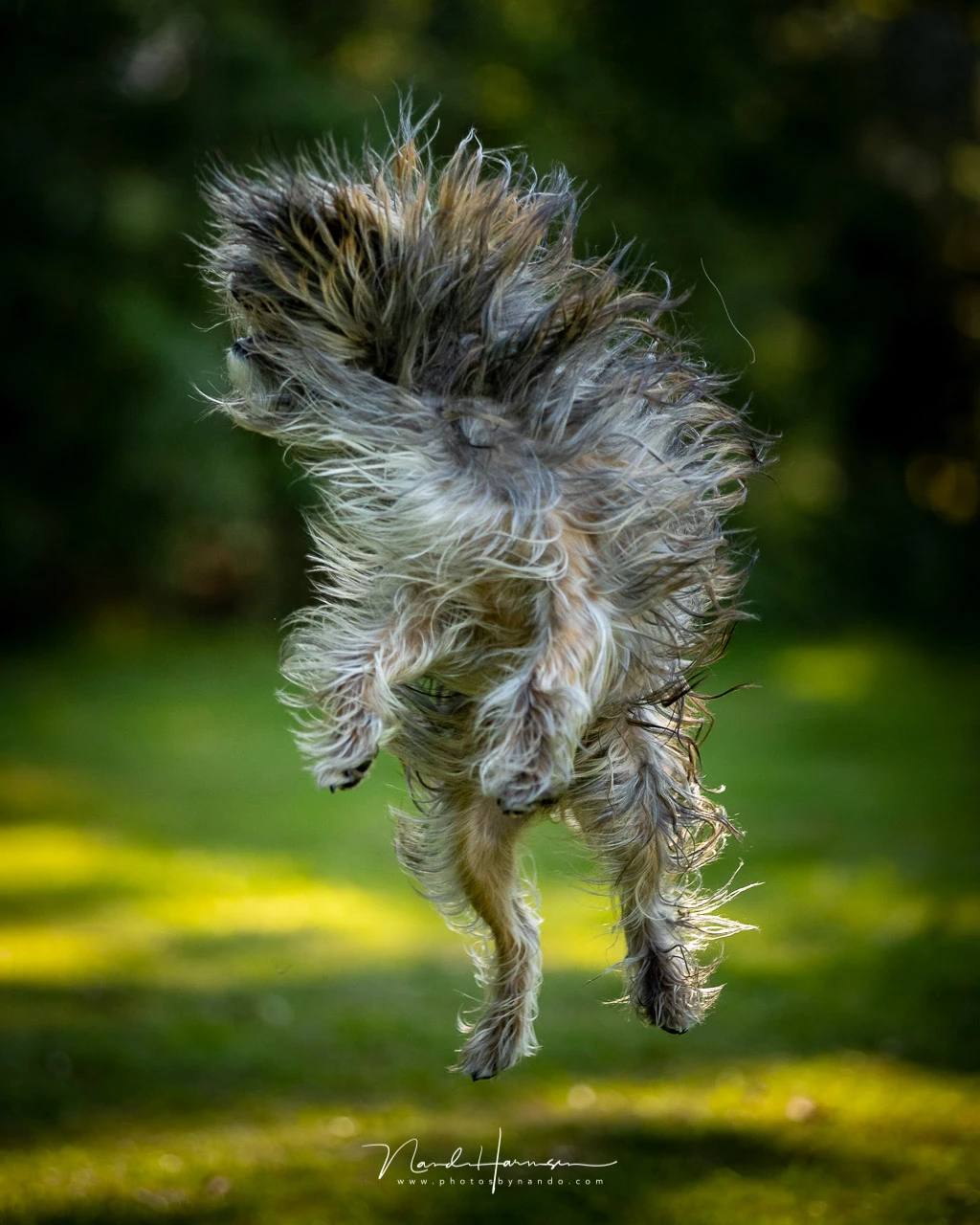 In this case the absence of animal eye autofocus doesn't matter.
