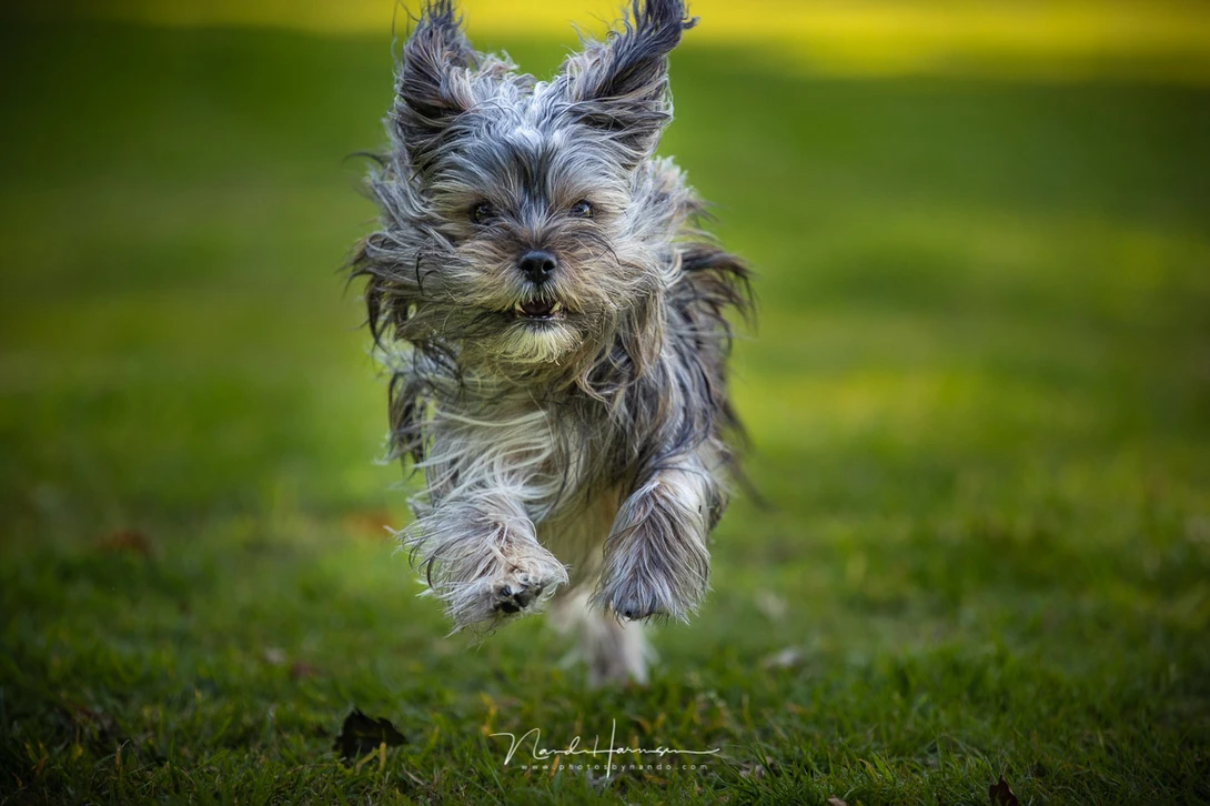 SEM running towards the camera. The smaller the dog, the faster they seem.