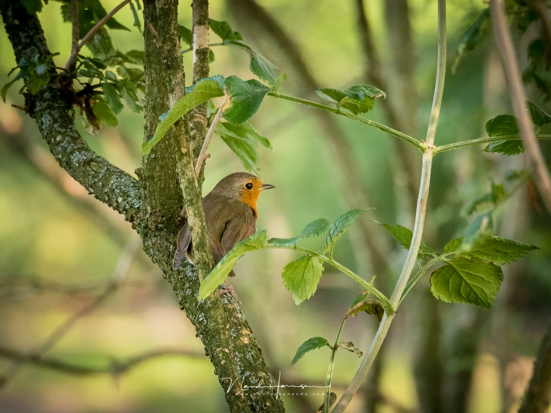 European robin (M.zuiko 75-300mm @ 300mm, ISO2500, f/6.7, 1/125)